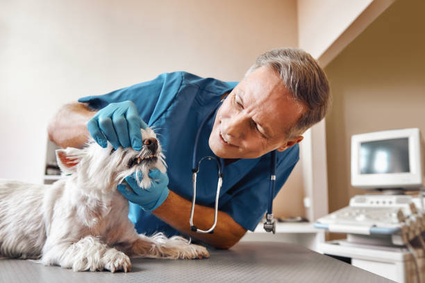 Best Emergency Root Canal Treatment in Long View, NC